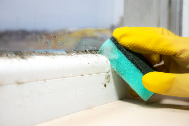 Professional Mold Remediation in Marathon, FL